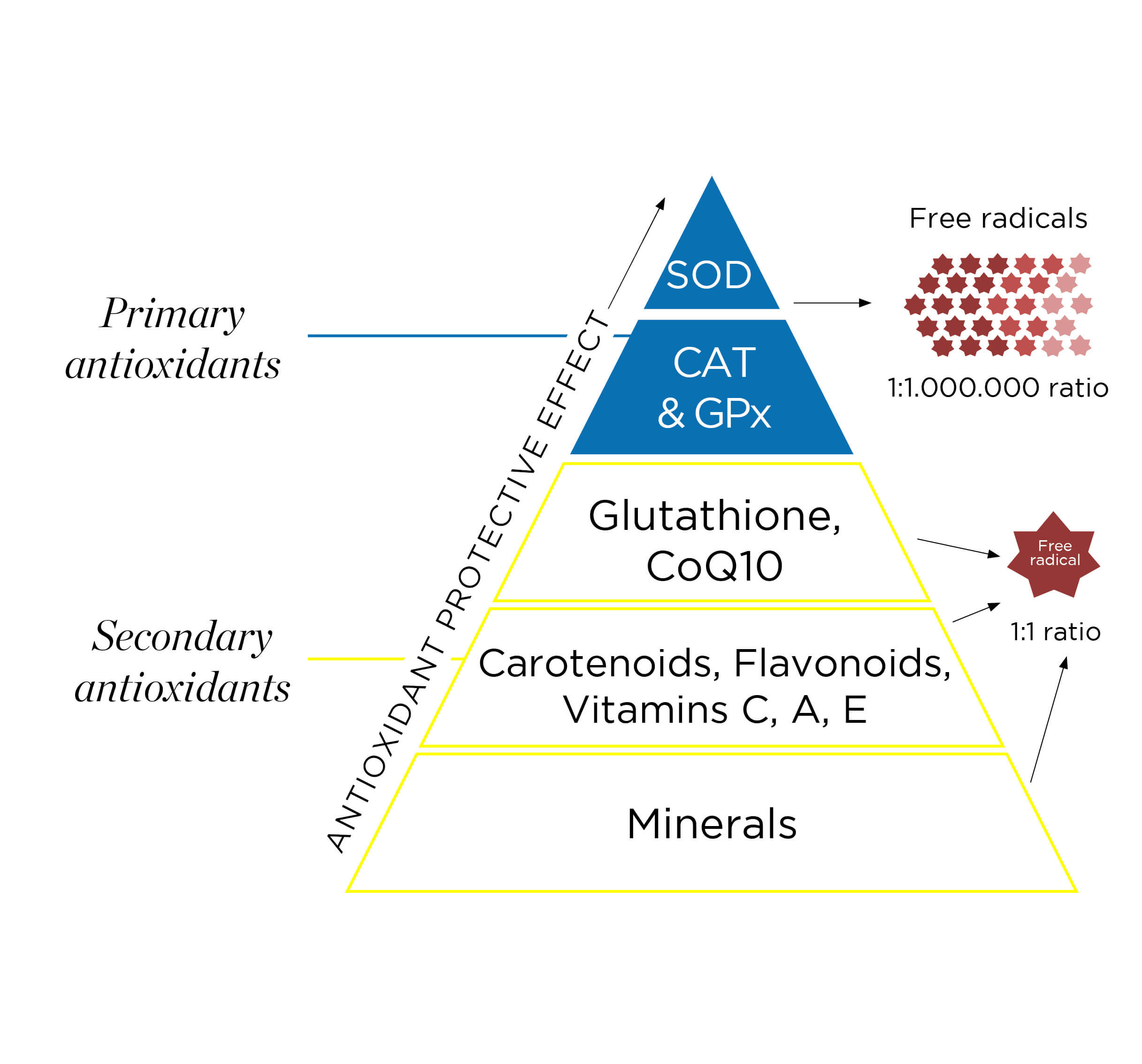 Pyramid of antioxidants - Extramel®