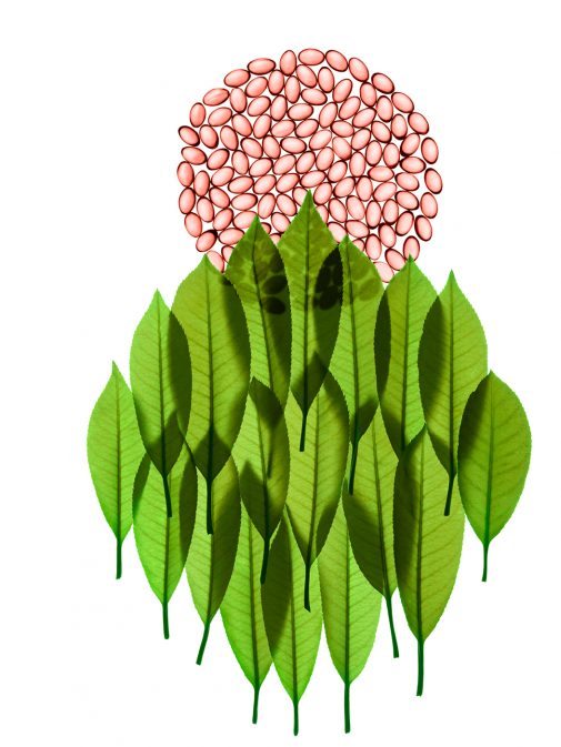 Graphisme gélules roses et feuilles vertes