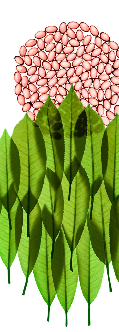 Graphisme feuilles vertes et graines de melon SOD ou Superoxyde Dismutase Extramel